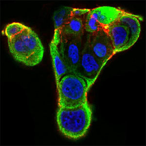 Ku70 Antibody in Immunocytochemistry (ICC/IF)