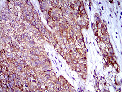 Rex1 Antibody in Immunohistochemistry (Paraffin) (IHC (P))