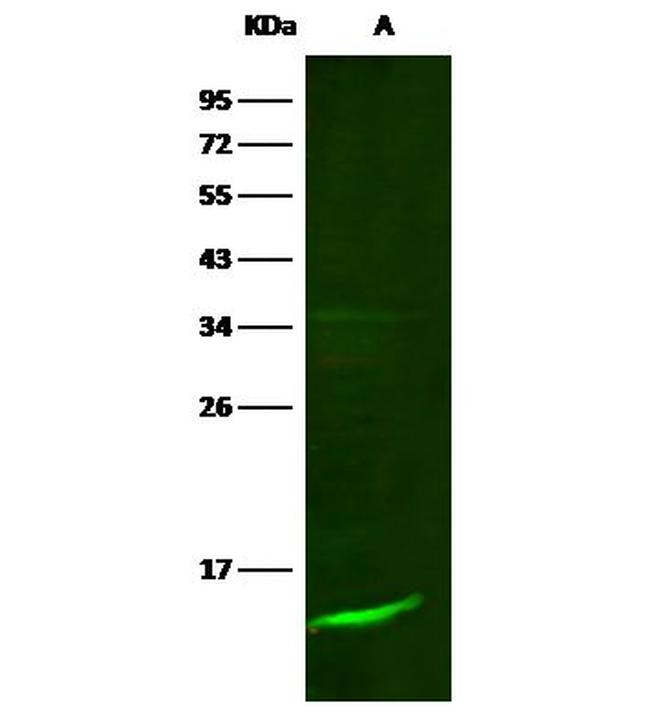 beta-2 Microglobulin Antibody in Western Blot (WB)