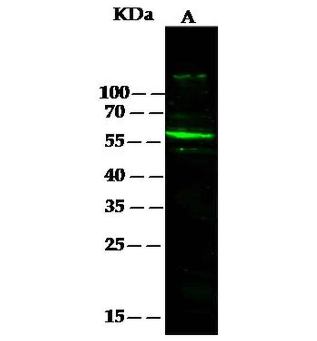 SERPINF2 Antibody in Western Blot (WB)