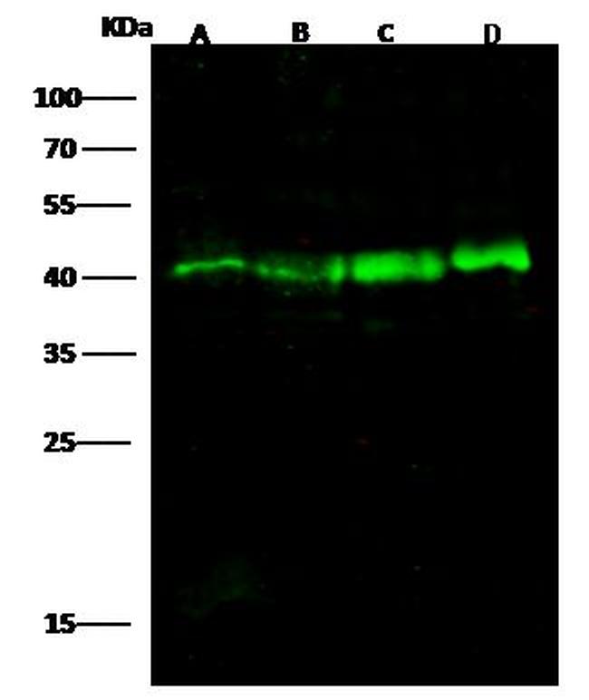 EpCAM Antibody in Western Blot (WB)