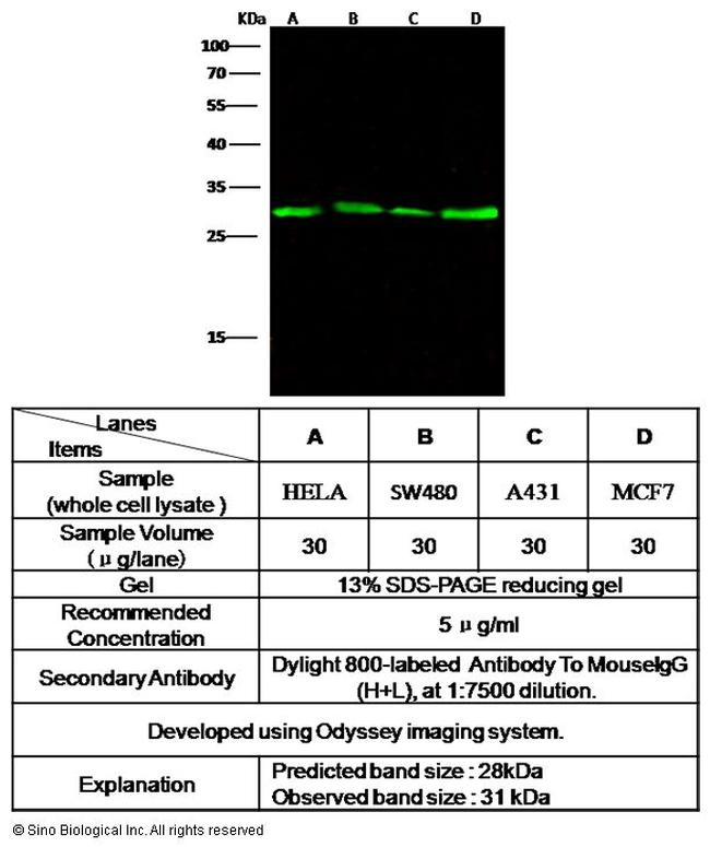 Galectin 3 Antibody in Western Blot (WB)