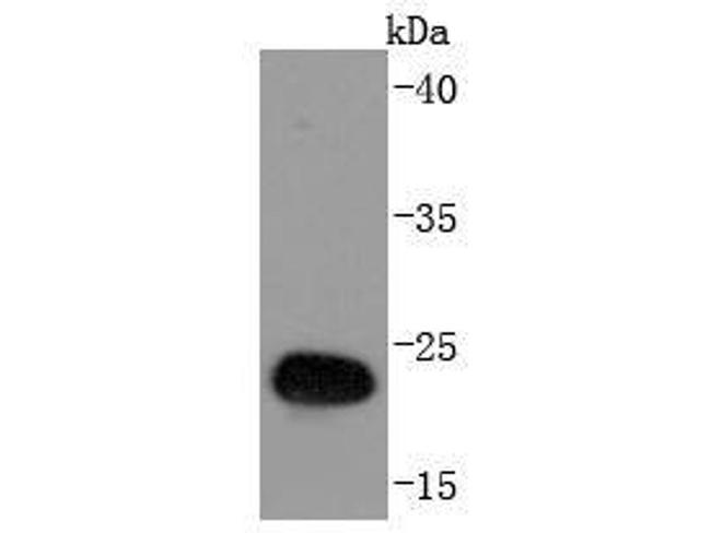 GST Antibody in Western Blot (WB)