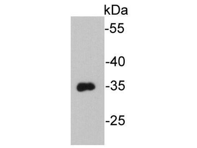 VSV-G Tag Antibody in Western Blot (WB)