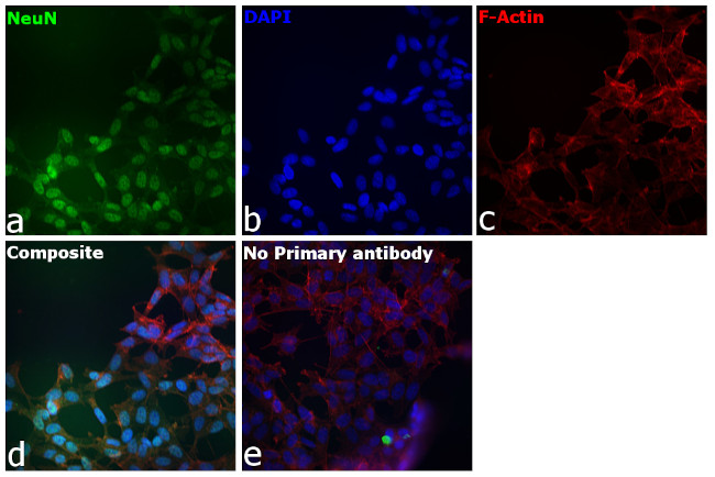 NeuN Antibody in Immunocytochemistry (ICC/IF)