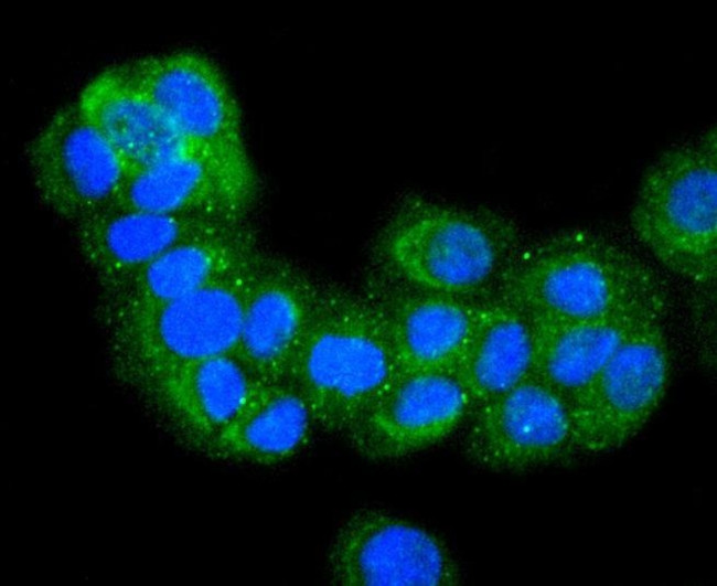 E-cadherin Antibody in Immunocytochemistry (ICC/IF)