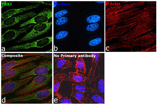 YBX1 Antibody in Immunocytochemistry (ICC/IF)