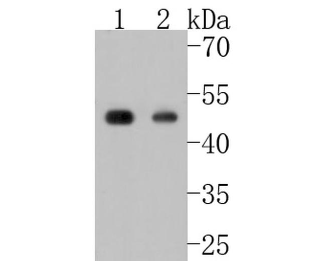 Phospho-CDC37 (Ser13) Antibody in Western Blot (WB)