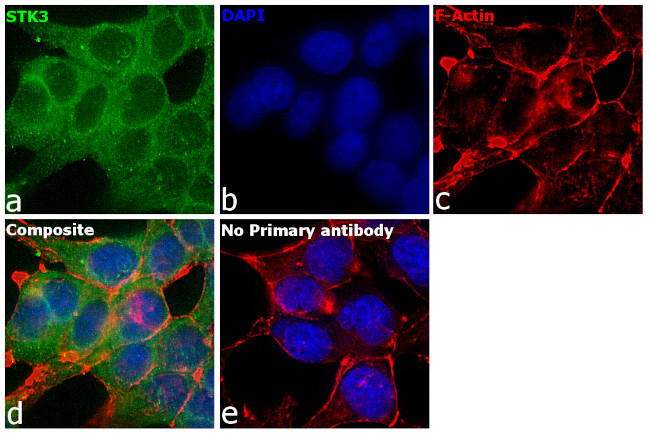 MST2 Antibody in Immunocytochemistry (ICC/IF)