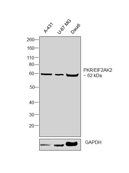 PKR Antibody in Western Blot (WB)