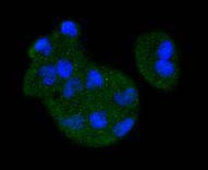 MEK3 Antibody in Immunocytochemistry (ICC/IF)