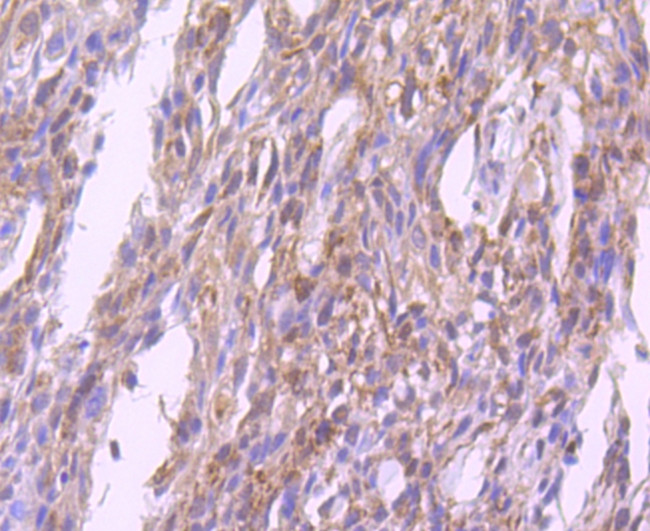 GPX1 Antibody in Immunohistochemistry (Paraffin) (IHC (P))