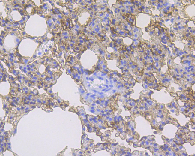 RAGE Antibody in Immunohistochemistry (Paraffin) (IHC (P))