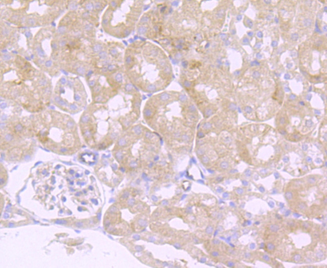 Ly-6A Antibody in Immunohistochemistry (Paraffin) (IHC (P))