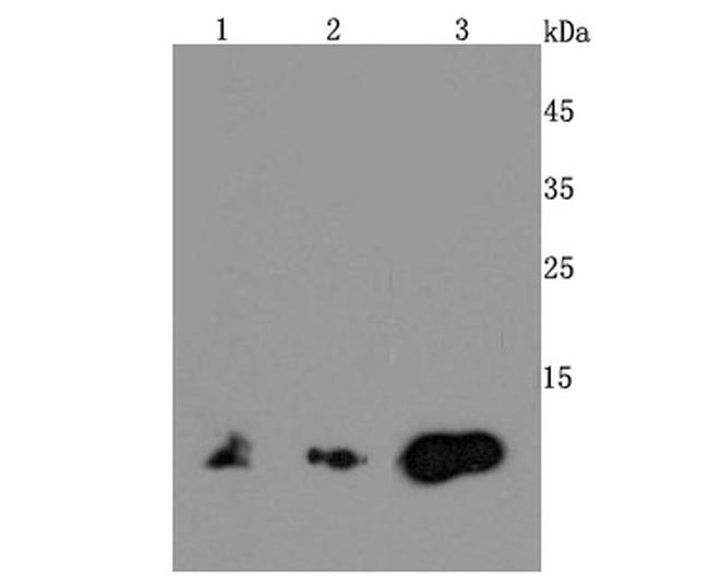 MIF Antibody in Western Blot (WB)