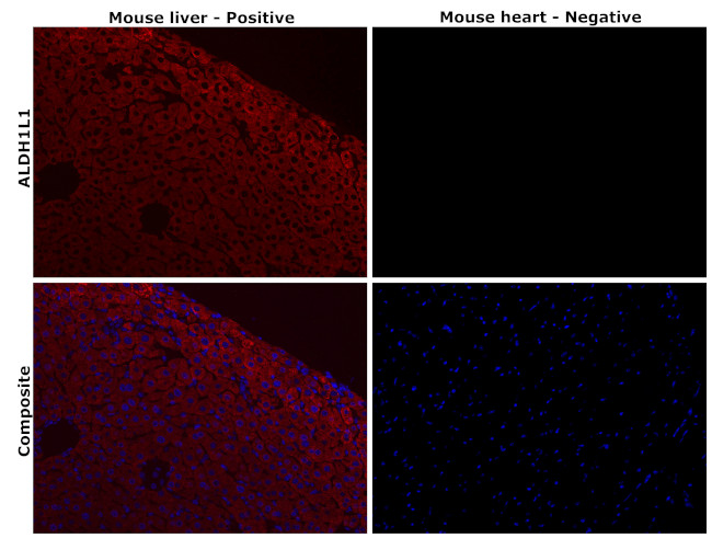 ALDH1L1 Antibody in Immunohistochemistry (Paraffin) (IHC (P))