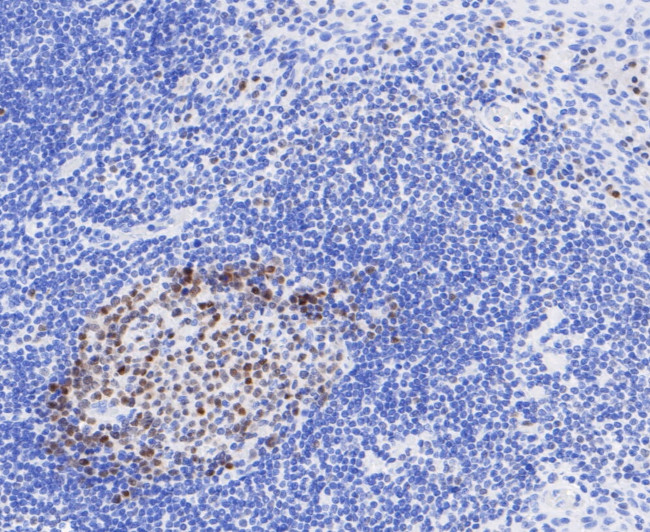 BOB-1 Antibody in Immunohistochemistry (Paraffin) (IHC (P))