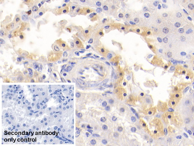 GPT Antibody in Immunohistochemistry (Paraffin) (IHC (P))