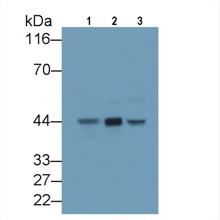 AZGP1 Antibody in Western Blot (WB)