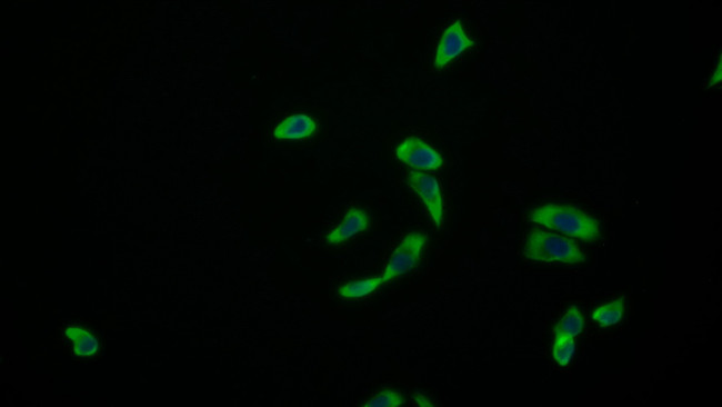 Amphiregulin Antibody in Immunocytochemistry (ICC/IF)