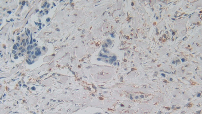 Amphiregulin Antibody in Immunohistochemistry (Paraffin) (IHC (P))