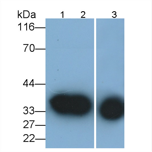 Annexin A1 Antibody in Western Blot (WB)