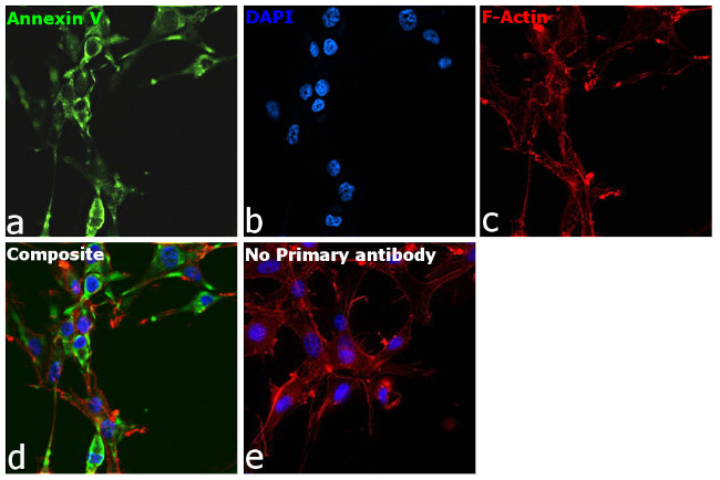 Annexin V Antibody in Immunocytochemistry (ICC/IF)