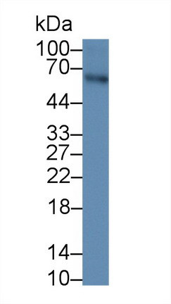 AMH Antibody in Western Blot (WB)