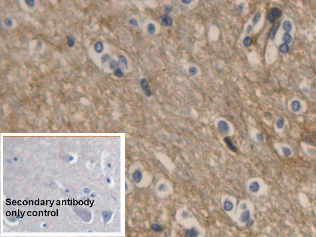 Aquaporin 4 Antibody in Immunohistochemistry (Paraffin) (IHC (P))