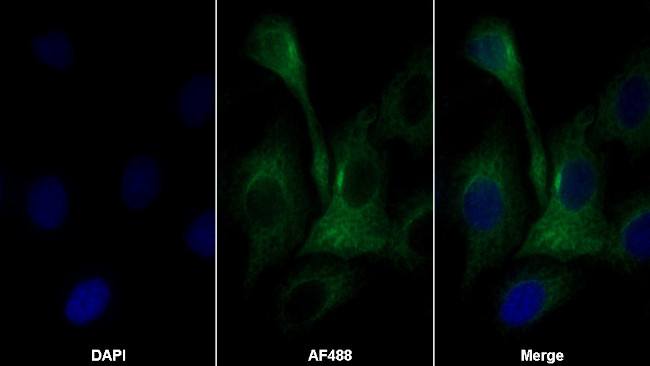 Carbonic Anhydrase IV Antibody in Immunocytochemistry (ICC/IF)