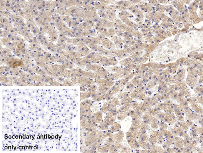 Ceruloplasmin Antibody in Immunohistochemistry (Paraffin) (IHC (P))