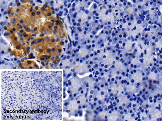 Apolipoprotein J Antibody in Immunohistochemistry (Paraffin) (IHC (P))