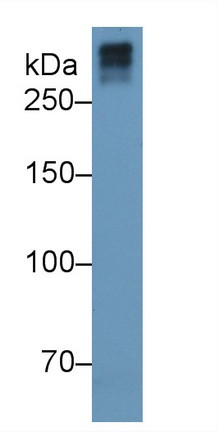 COL7A1 Antibody in Western Blot (WB)