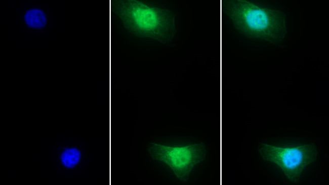 Cyclophilin A Antibody in Immunocytochemistry (ICC/IF)