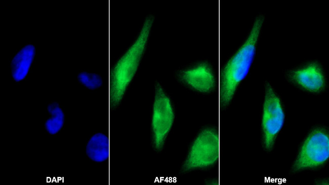 Cystatin C Antibody in Immunocytochemistry (ICC/IF)