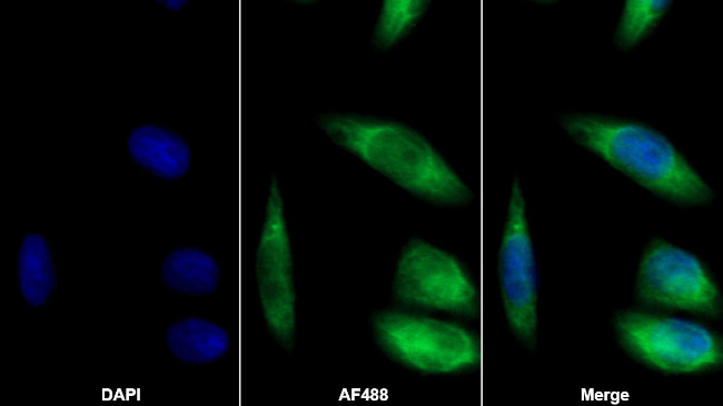 Cystatin C Antibody in Immunocytochemistry (ICC/IF)