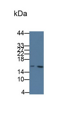 Cystatin C Antibody in Western Blot (WB)