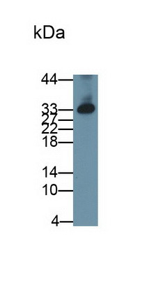 DKK1 Antibody in Western Blot (WB)