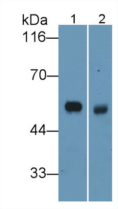 Elastin Antibody in Western Blot (WB)