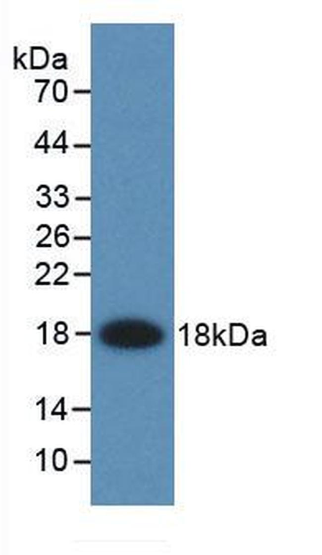FABP2 Antibody in Western Blot (WB)