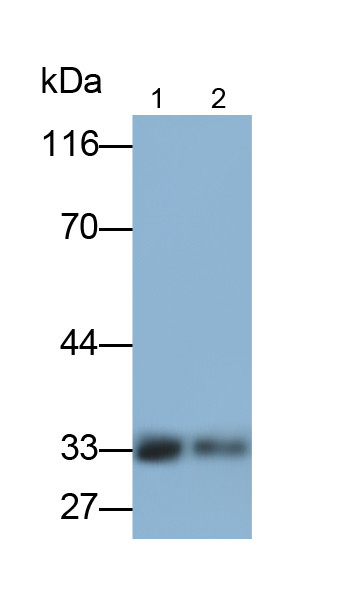 FLT3LG Antibody in Western Blot (WB)