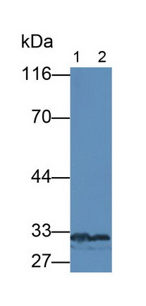 GDF11 Antibody in Western Blot (WB)