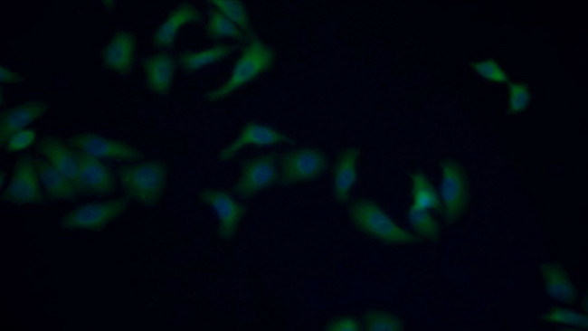 HSPA1L Antibody in Immunocytochemistry (ICC/IF)