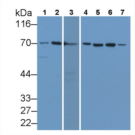 HSPA1A Antibody in Western Blot (WB)