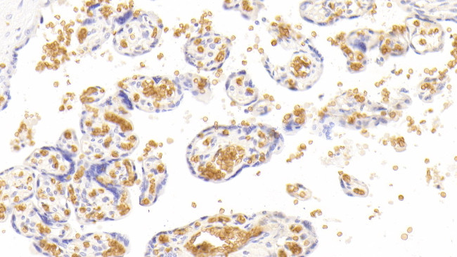 Hemoglobin alpha-1 Antibody in Immunohistochemistry (Paraffin) (IHC (P))