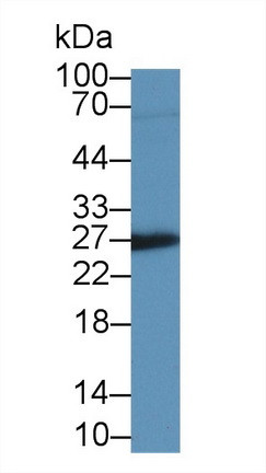 IGFBP4 Antibody in Western Blot (WB)
