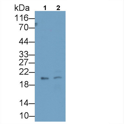 IGFBP4 Antibody in Western Blot (WB)