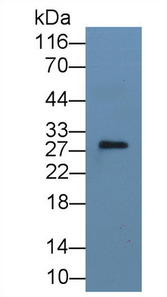 IL-1 alpha Antibody in Western Blot (WB)