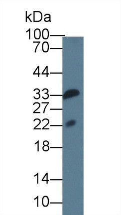 IL1F9 Antibody in Western Blot (WB)