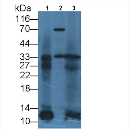IL-12 p35 Antibody in Western Blot (WB)